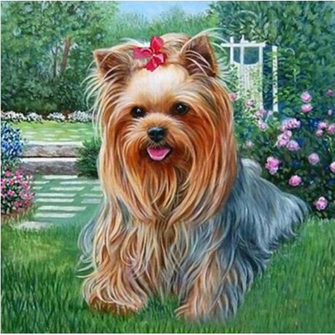 Yorkshire Terrier