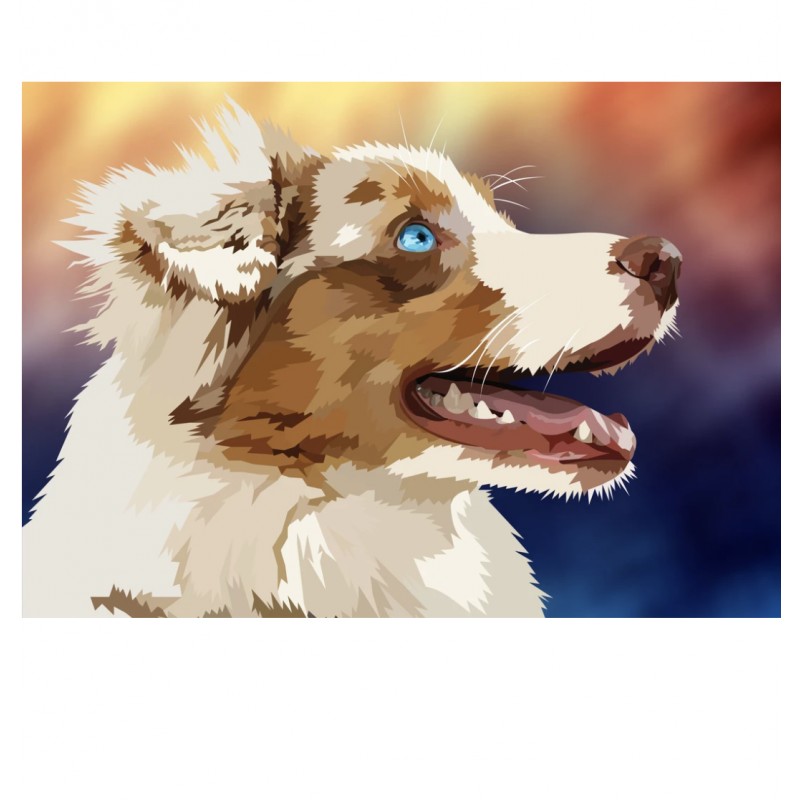 Bordercollie | Exklu...