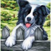 Bordercollie