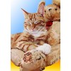 Katze & Teddybär | Exklusivität