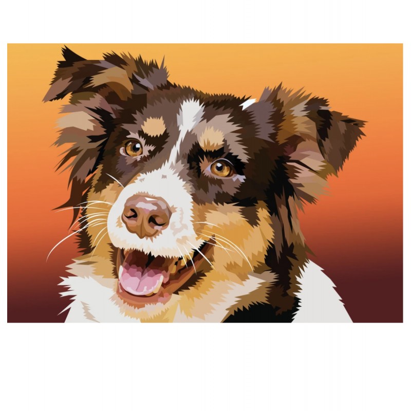 Bordercollie | Exklu...