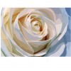 Weiße Rose | Exklusivität