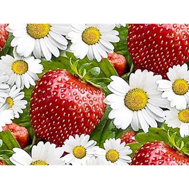 Gänseblümchen - Er...