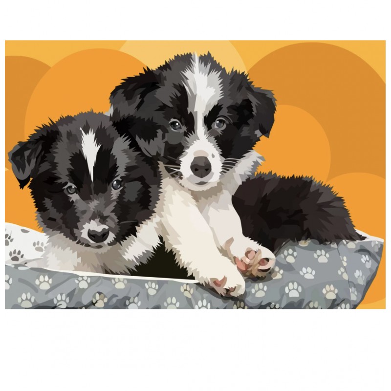 Bordercollies | Exkl...