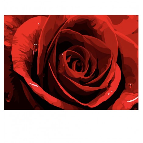 Rote Rose | Exklusivität