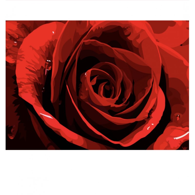 Rote Rose | Exklusiv...