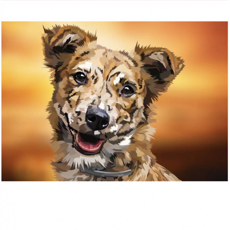 Bordercollie | Exklu...