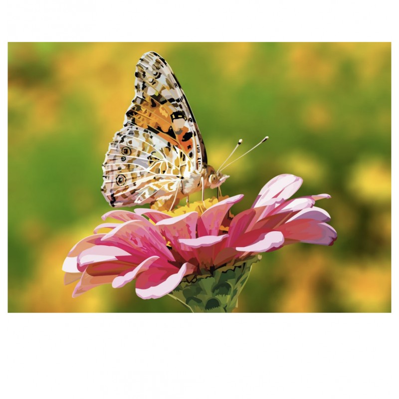 Schmetterling | Exkl...