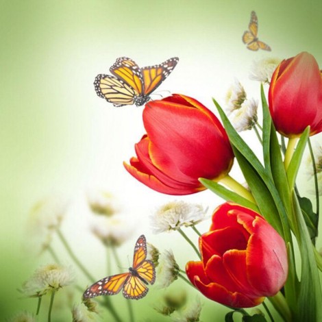 Tulpe - Schmetterling