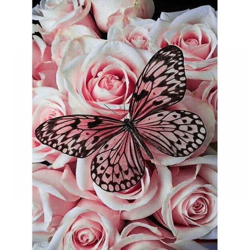 Schmetterling - Rose...