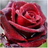 Rote Rose
