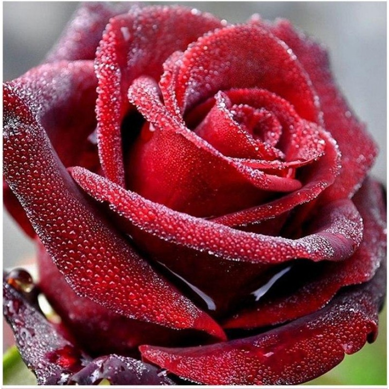 Rote Rose
