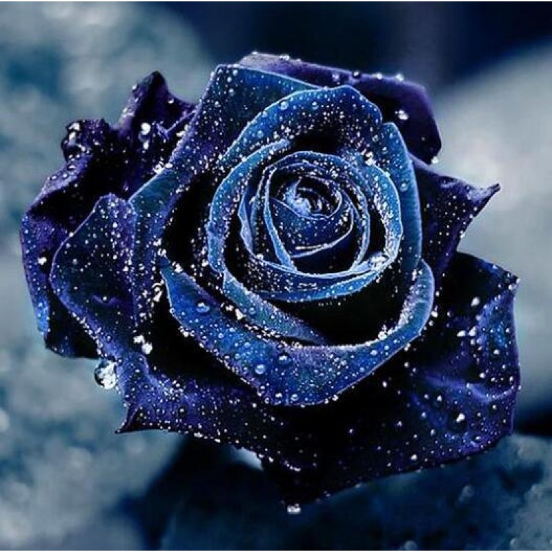 Blaue Rose