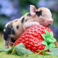 Schwein - Erdbeere